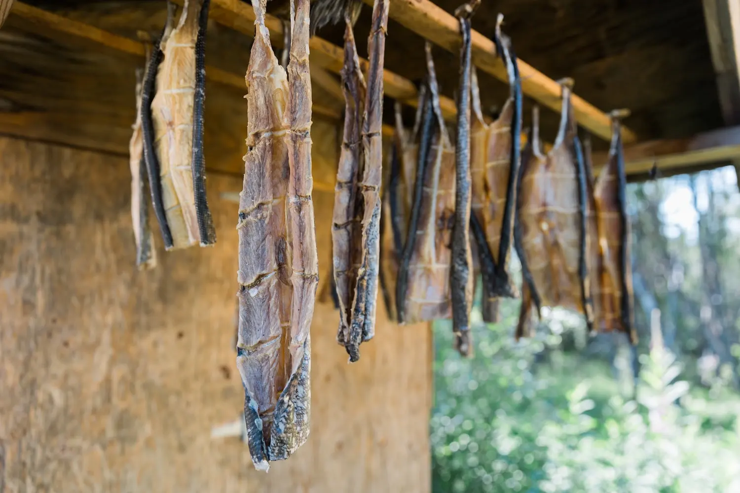 Strips of traditional air-dried fish hanging from a wooden rack in a rustic outdoor setting, with a blurred greenery background, highlighting a method of preserving food.